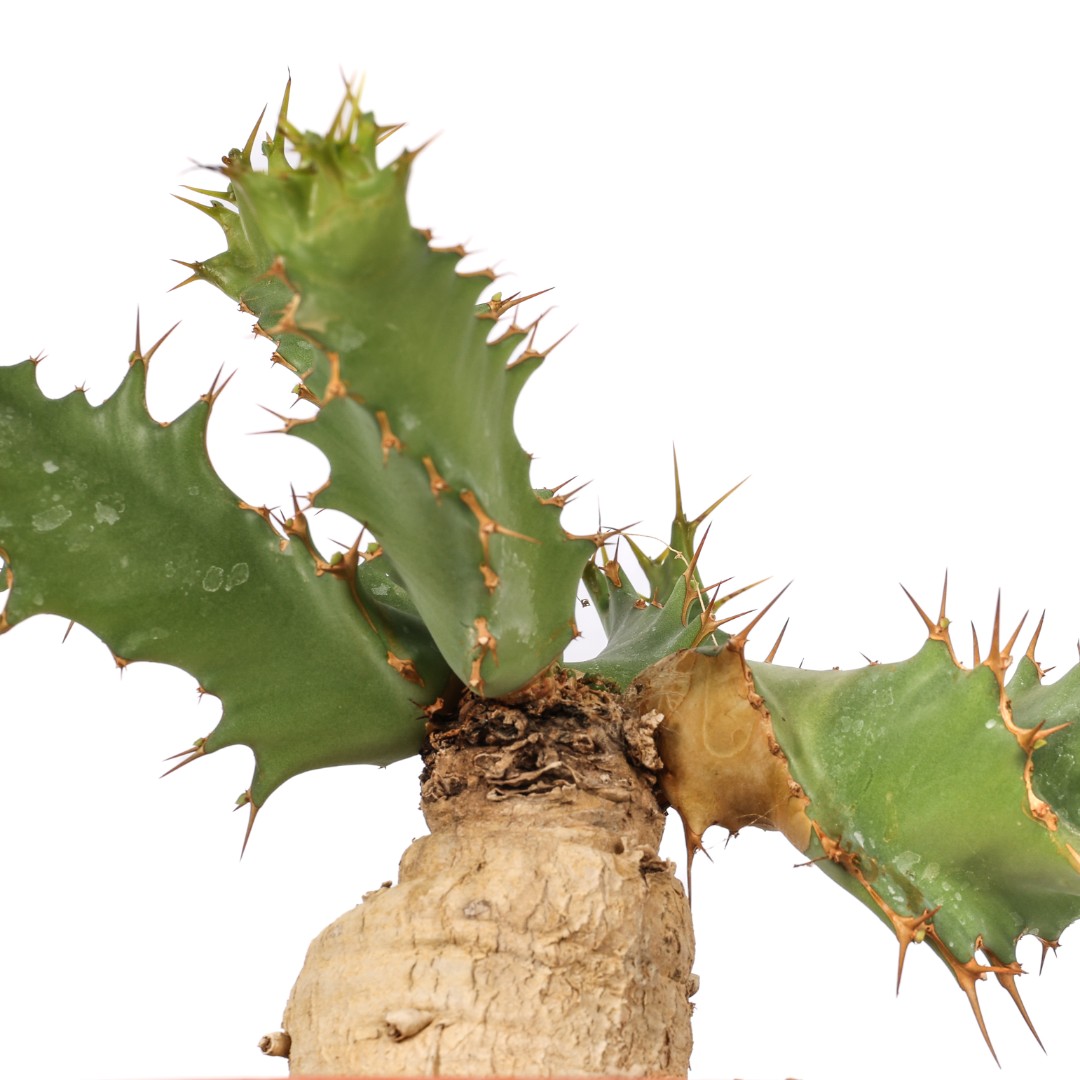 Euphorbia tortirama Ø 16 cm