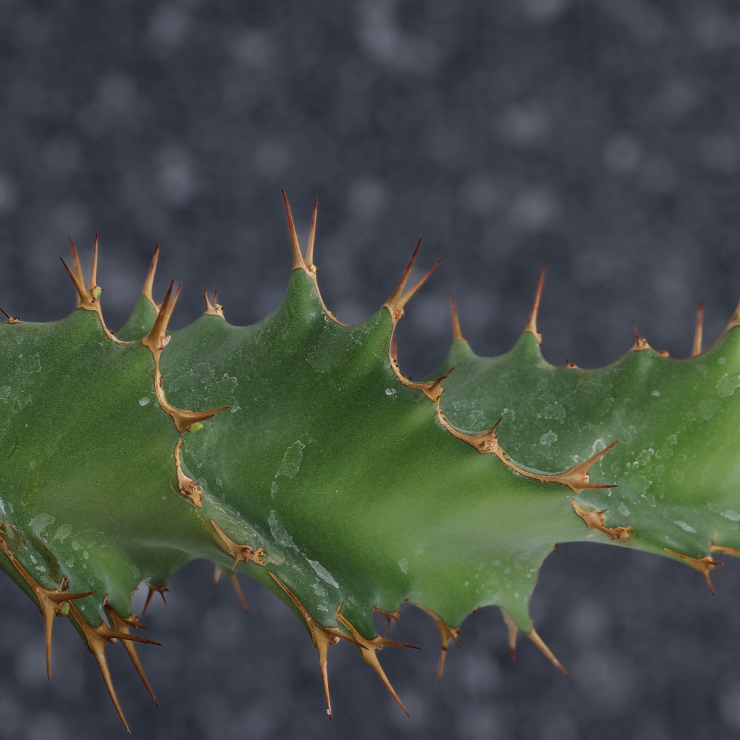 Euphorbia tortirama Ø 16 cm