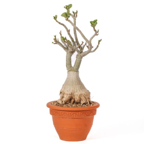 Adenium obesum Ø 20 cm