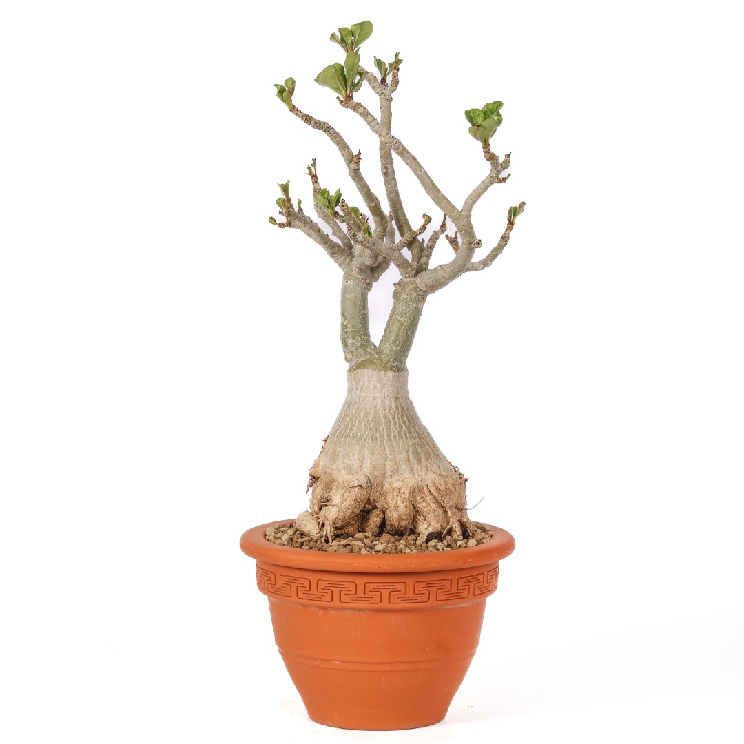 Adenium obesum Ø 20 cm