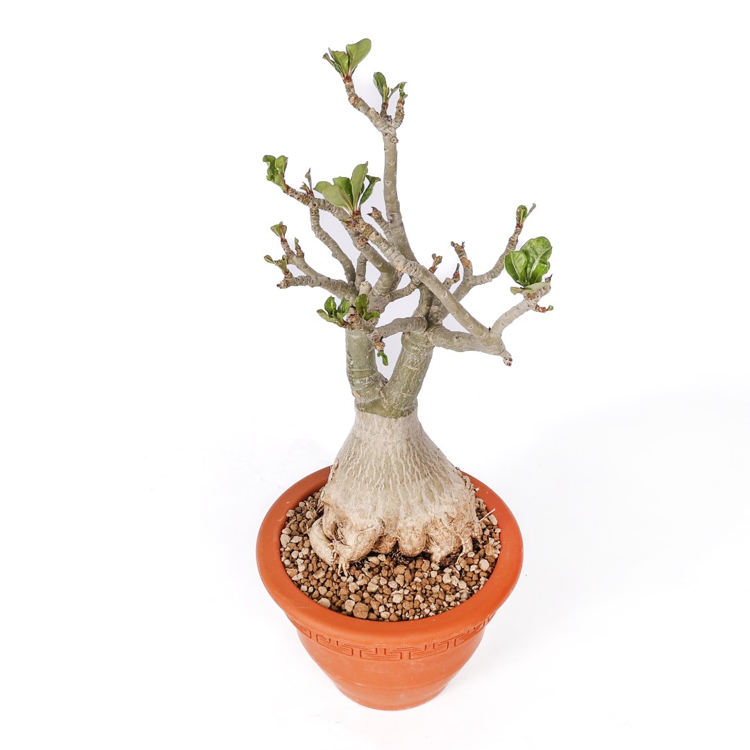 Adenium obesum Ø 20 cm