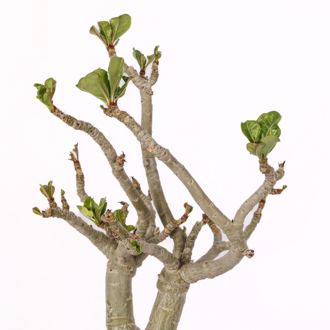 Adenium obesum Ø 20 cm