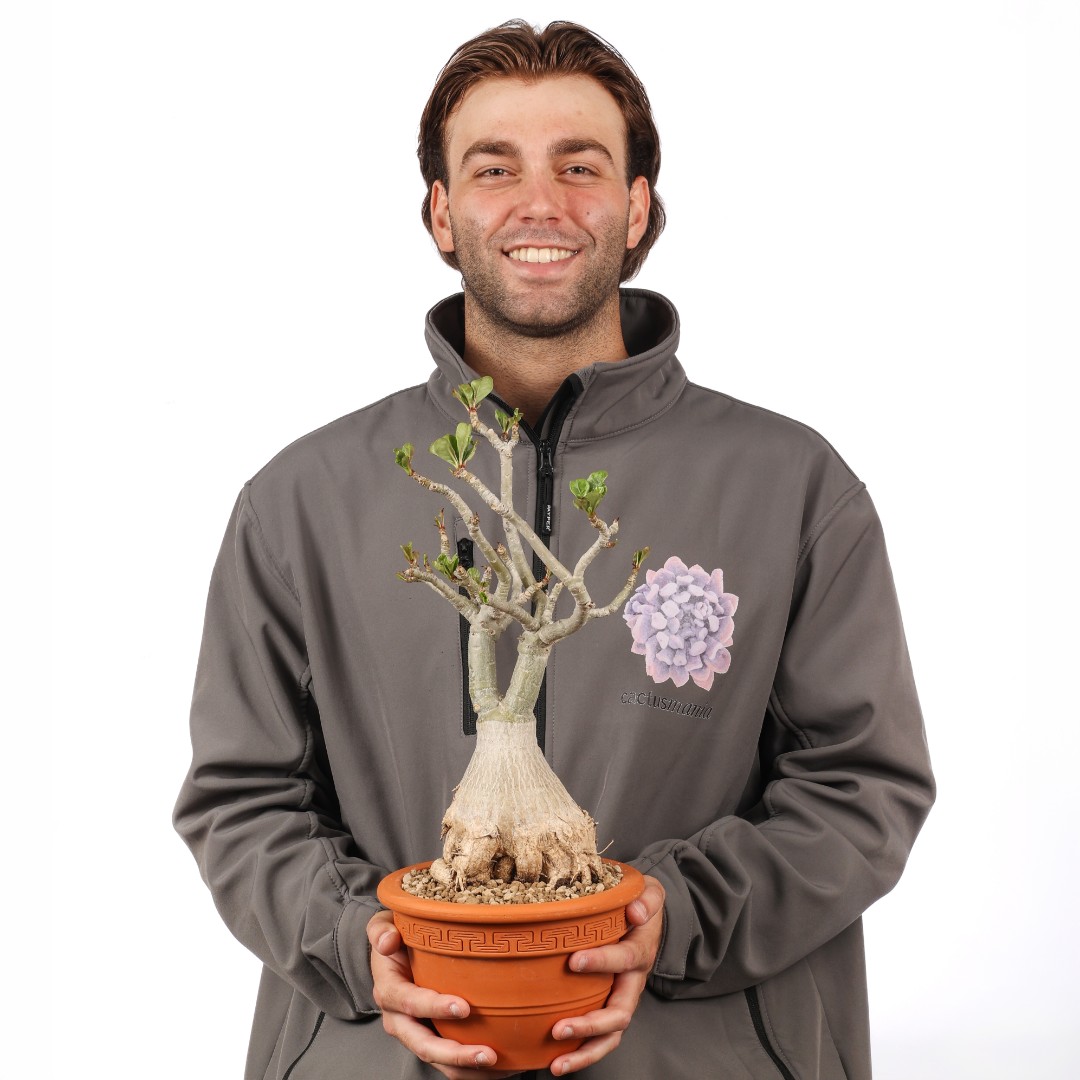 Adenium obesum Ø 20 cm
