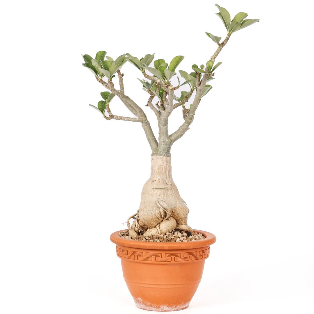Adenium obesum Ø 20 cm