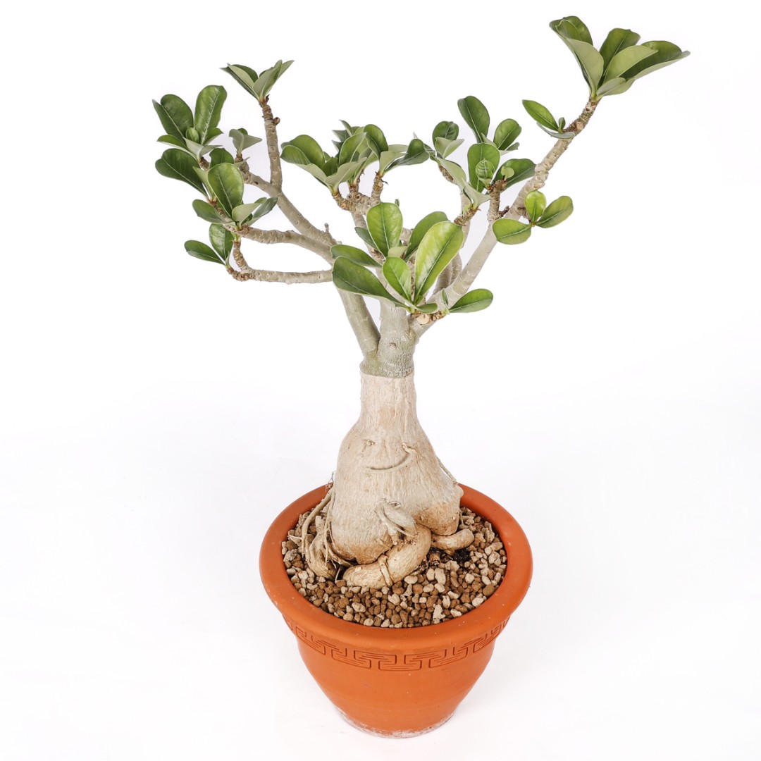 Adenium obesum Ø 20 cm