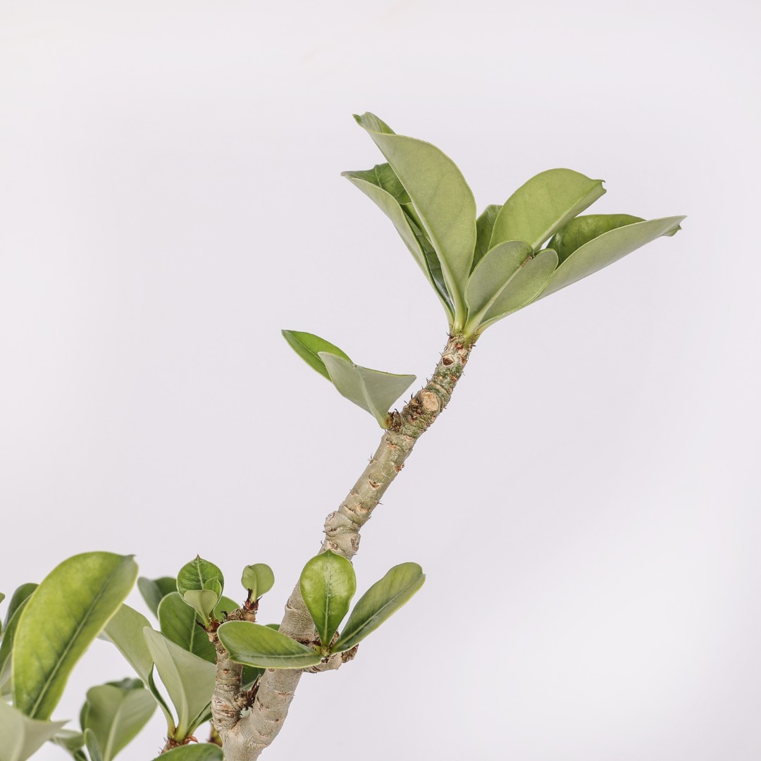 Adenium obesum Ø 20 cm