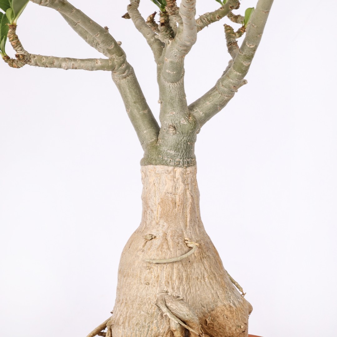 Adenium obesum Ø 20 cm