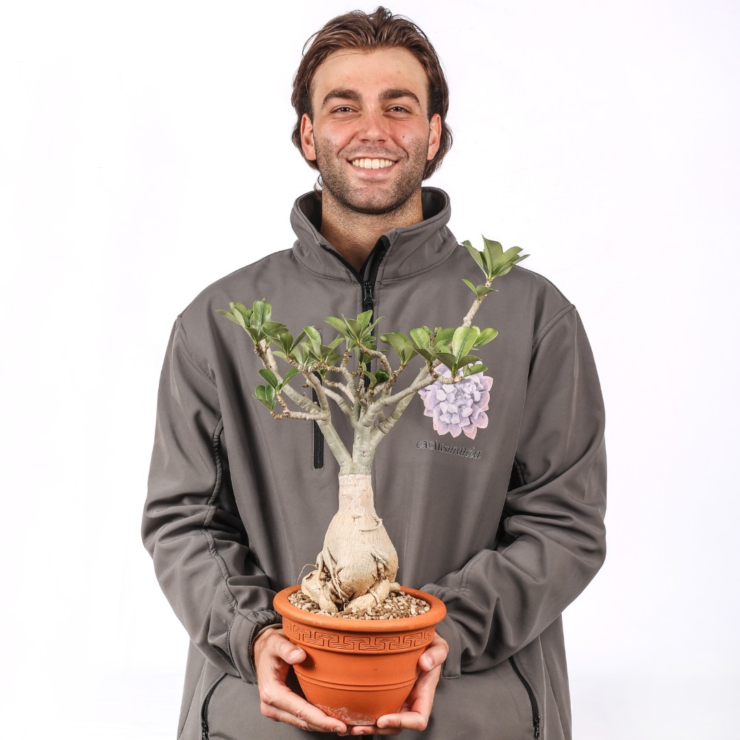 Adenium obesum Ø 20 cm