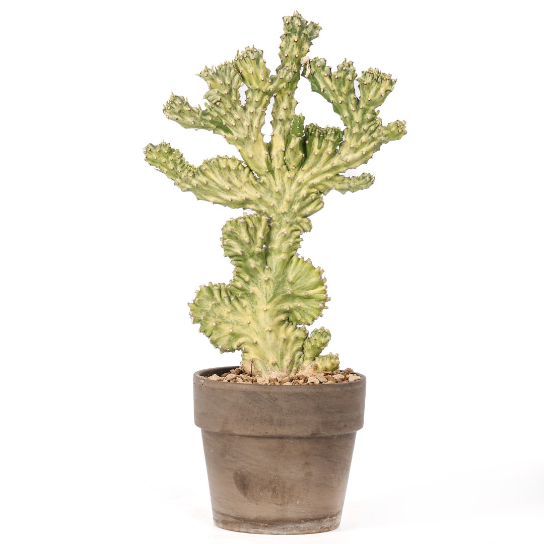 Euphorbia neriifolia crestata variegata Ø 14 cm