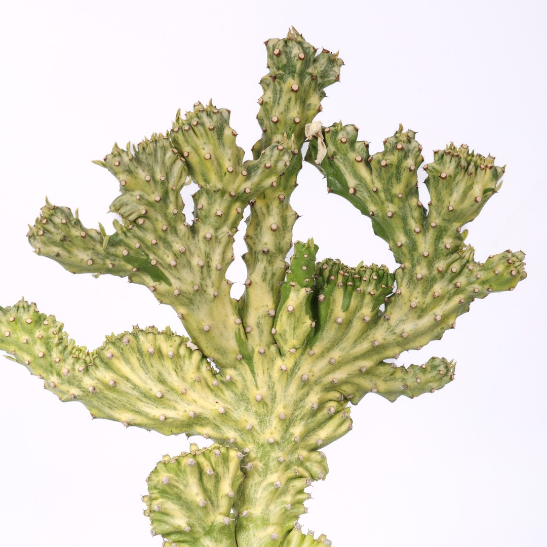 Euphorbia neriifolia crestata variegata Ø 14 cm