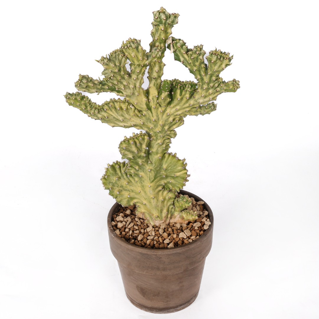 Euphorbia neriifolia crestata variegata Ø 14 cm