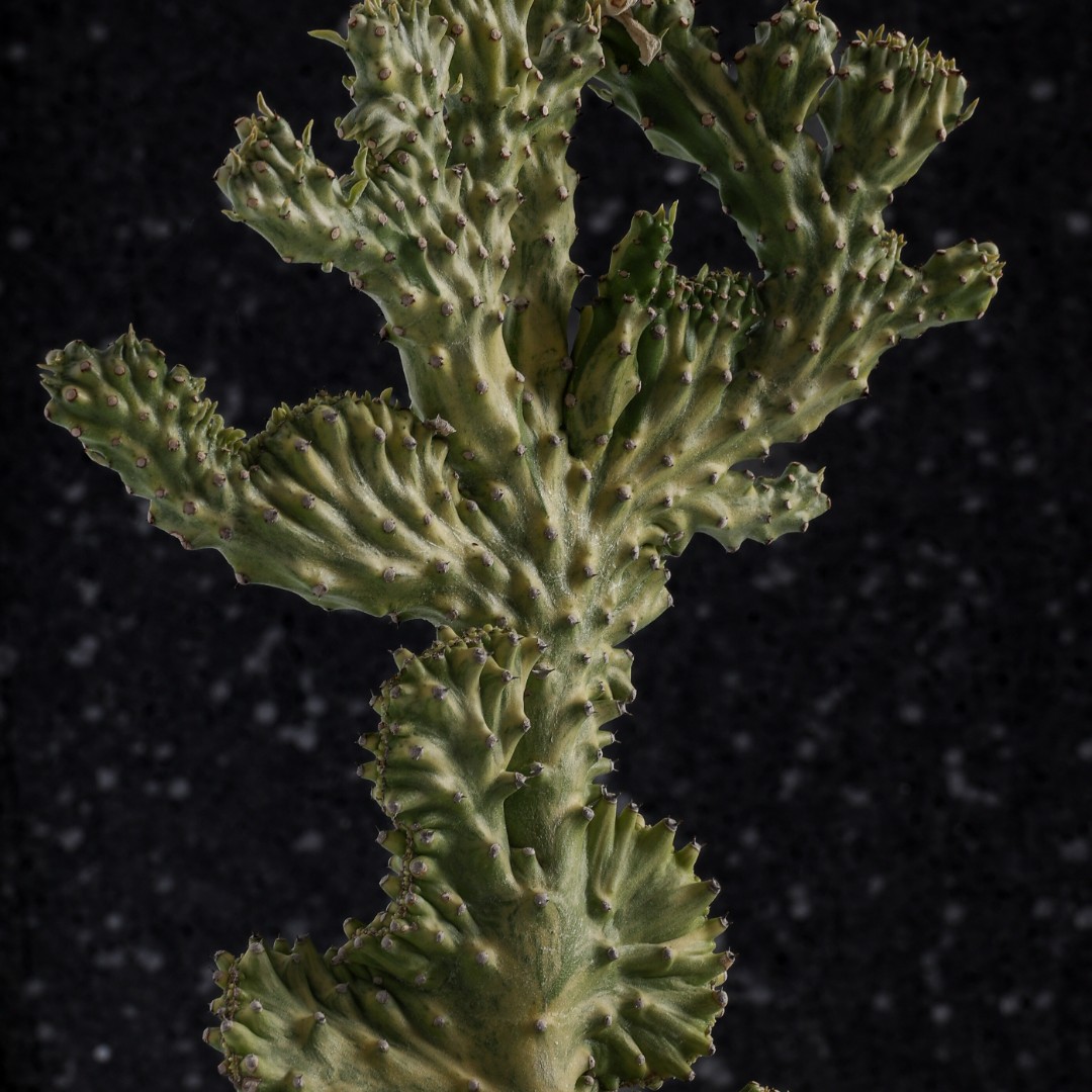 Euphorbia neriifolia crestata variegata Ø 14 cm