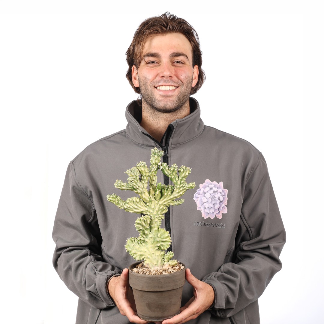 Euphorbia neriifolia crestata variegata Ø 14 cm