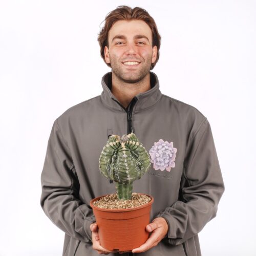Astrophytum Kikko x Fukuryu Ø 20 cm