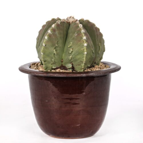 Astrophytum myriostigma nudum Ø 18 cm