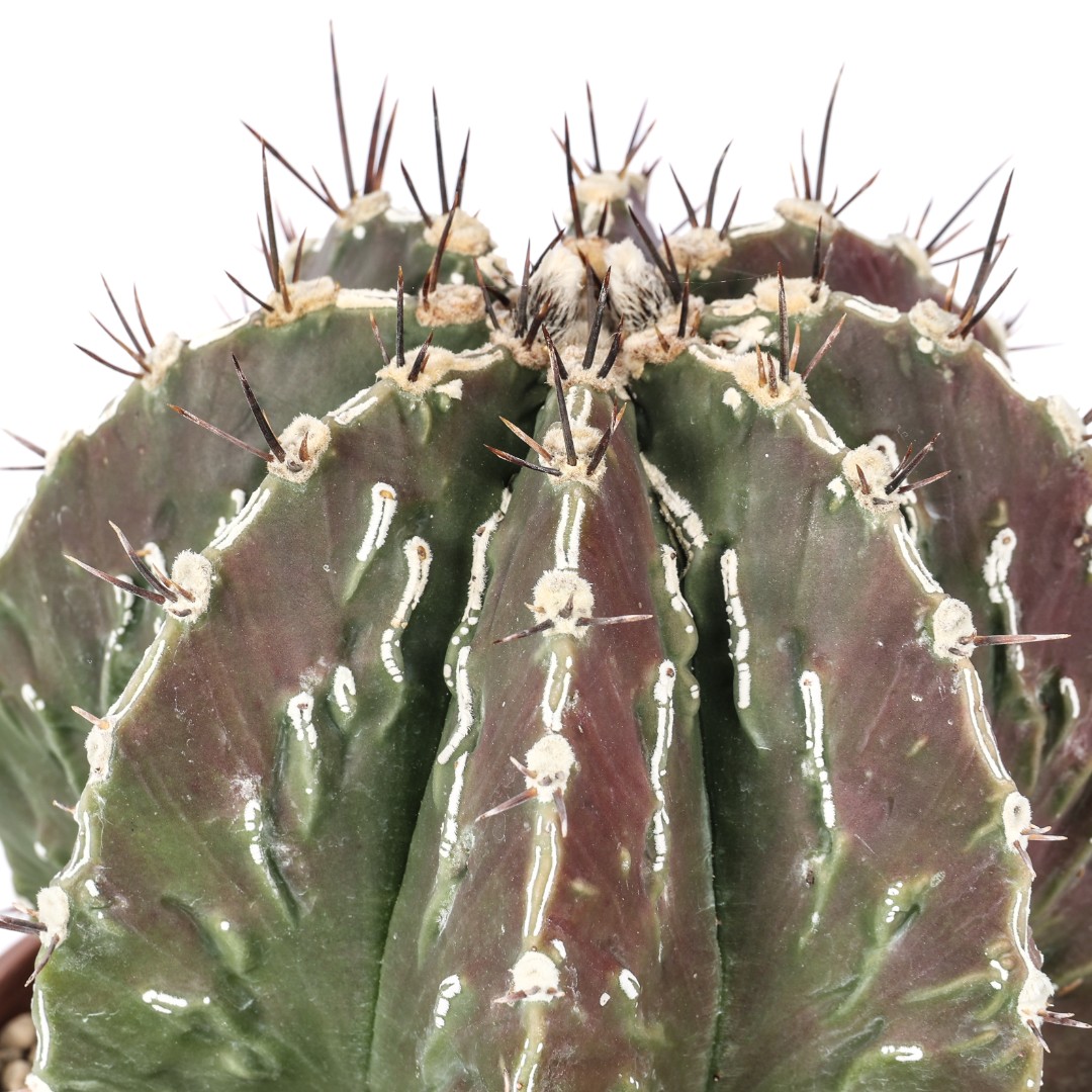 Astrophytum ornatum x fukuryu Ø 20 cm