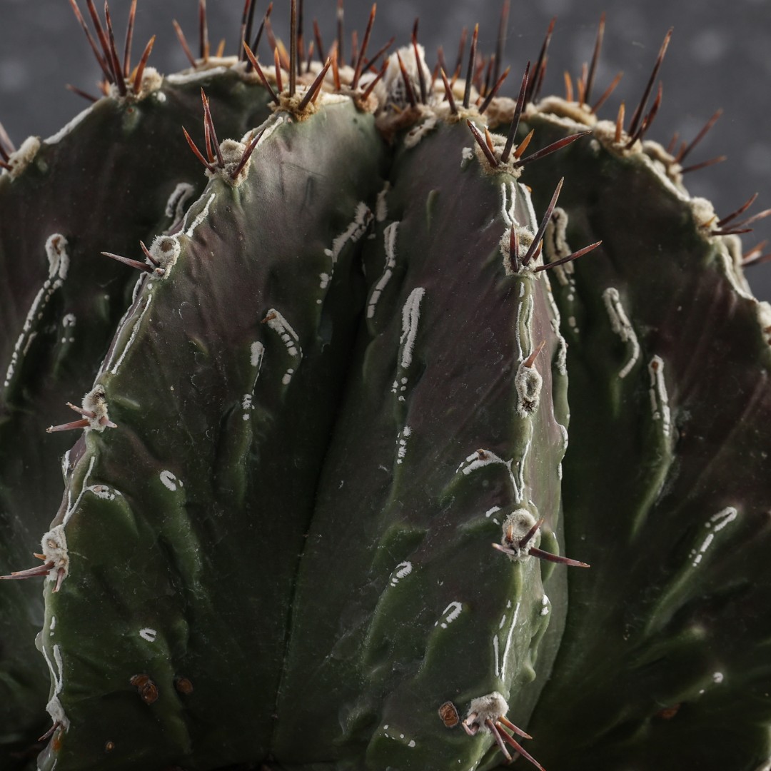 Astrophytum ornatum x fukuryu Ø 20 cm