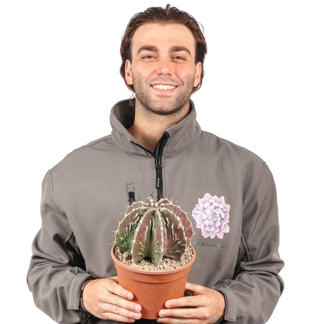Astrophytum ornatum x fukuryu Ø 20 cm