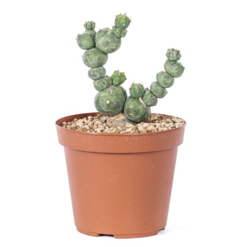 Myrtillocactus geometrizans 'Stacker' Ø 14 cm