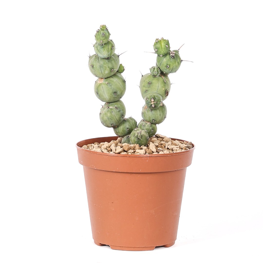 Myrtillocactus geometrizans 'Stacker' Ø 14 cm