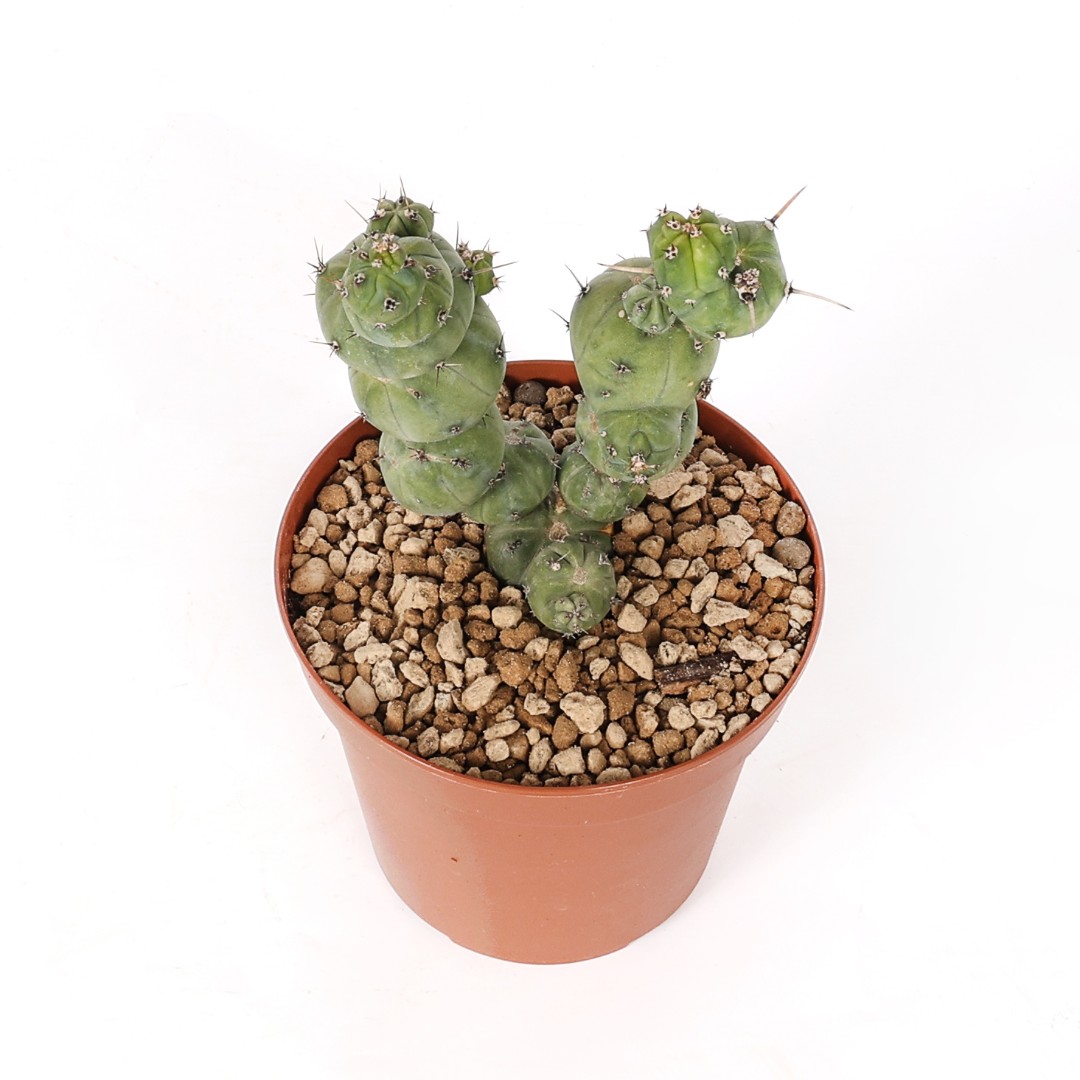 Myrtillocactus geometrizans 'Stacker' Ø 14 cm