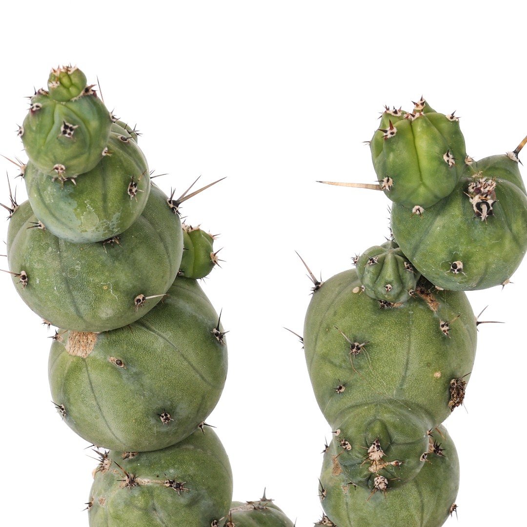 Myrtillocactus geometrizans 'Stacker' Ø 14 cm