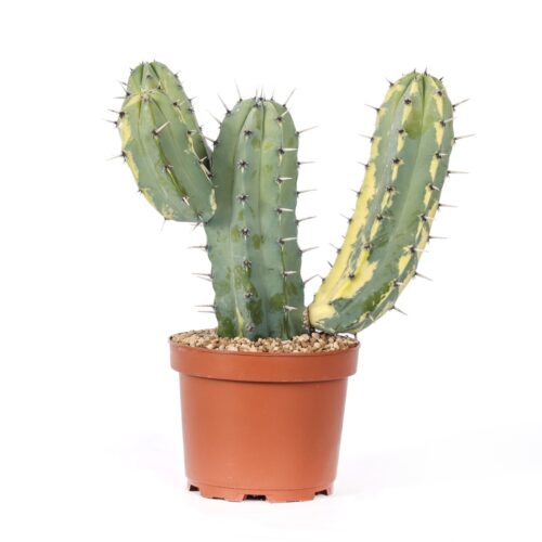 Myrtillocactus geometrizans f. variegata Ø 23 cm