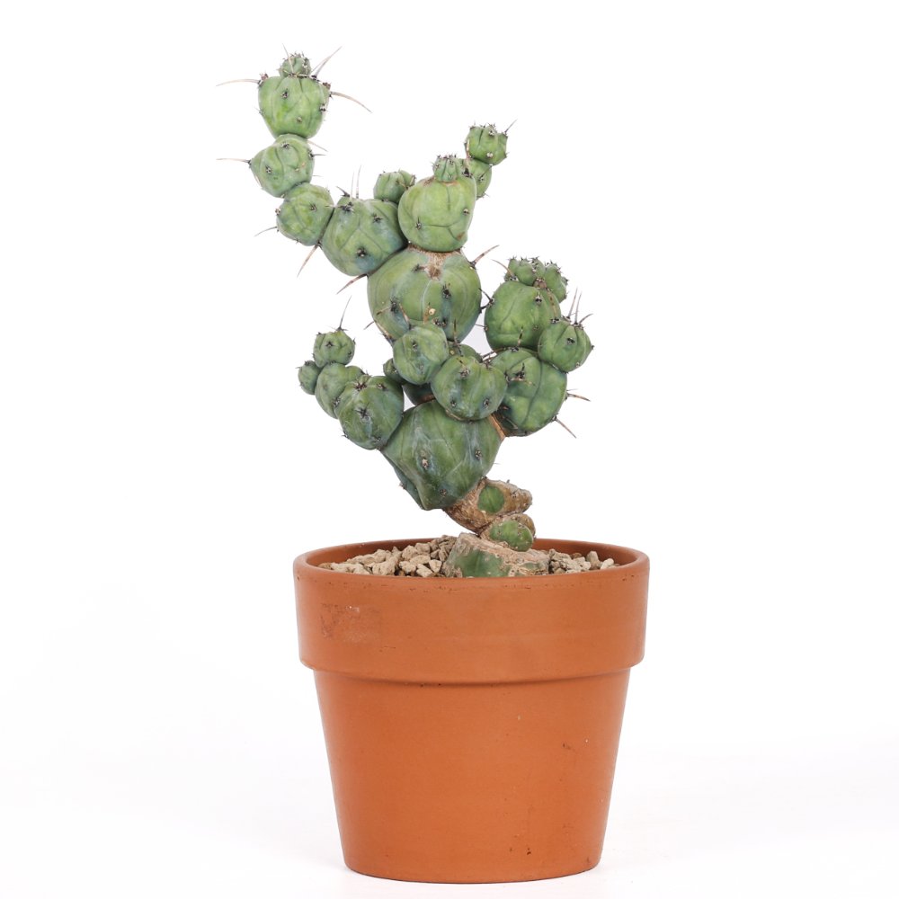 Myrtillocactus geometrizans ‘Stacker’ Ø 15 cm