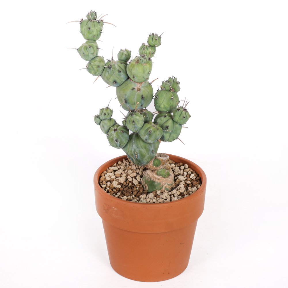 Myrtillocactus geometrizans ‘Stacker’ Ø 15 cm