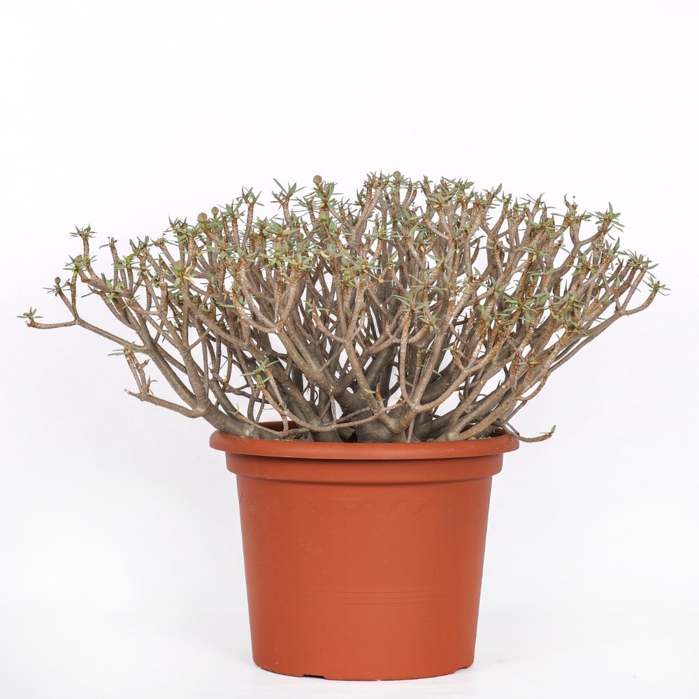 Euphorbia balsamifera Ø 30