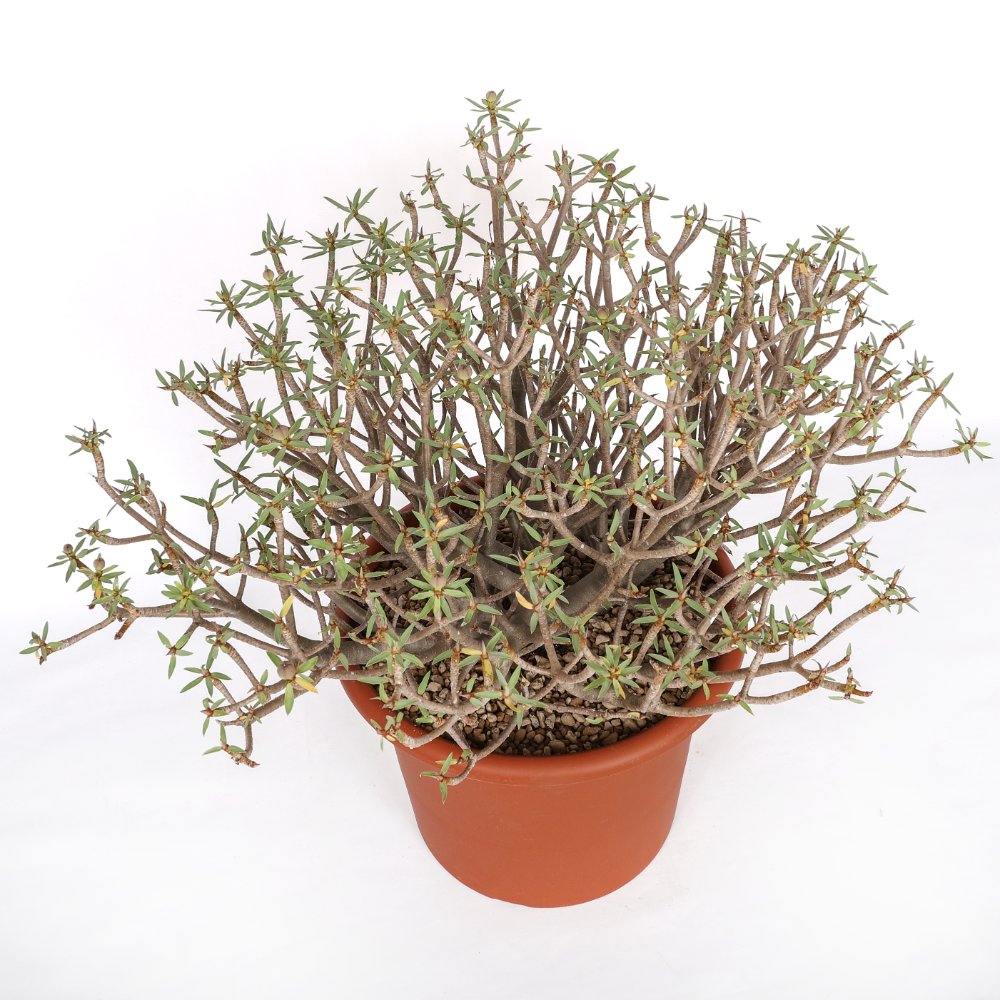 Euphorbia balsamifera Ø 30