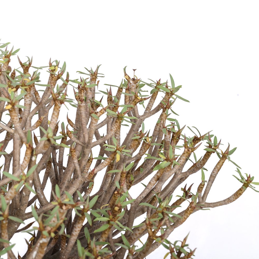 Euphorbia balsamifera Ø 30