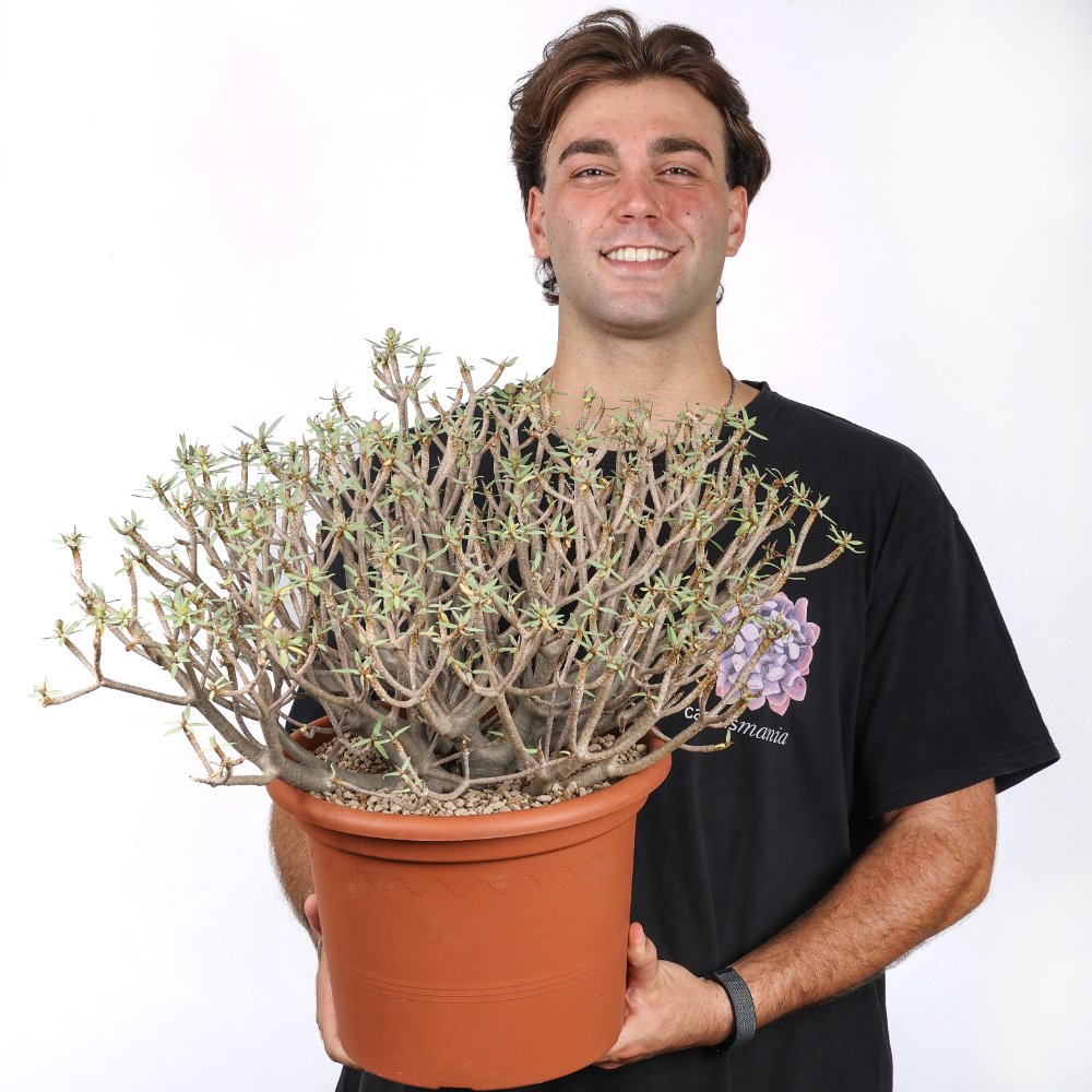 Euphorbia balsamifera Ø 30