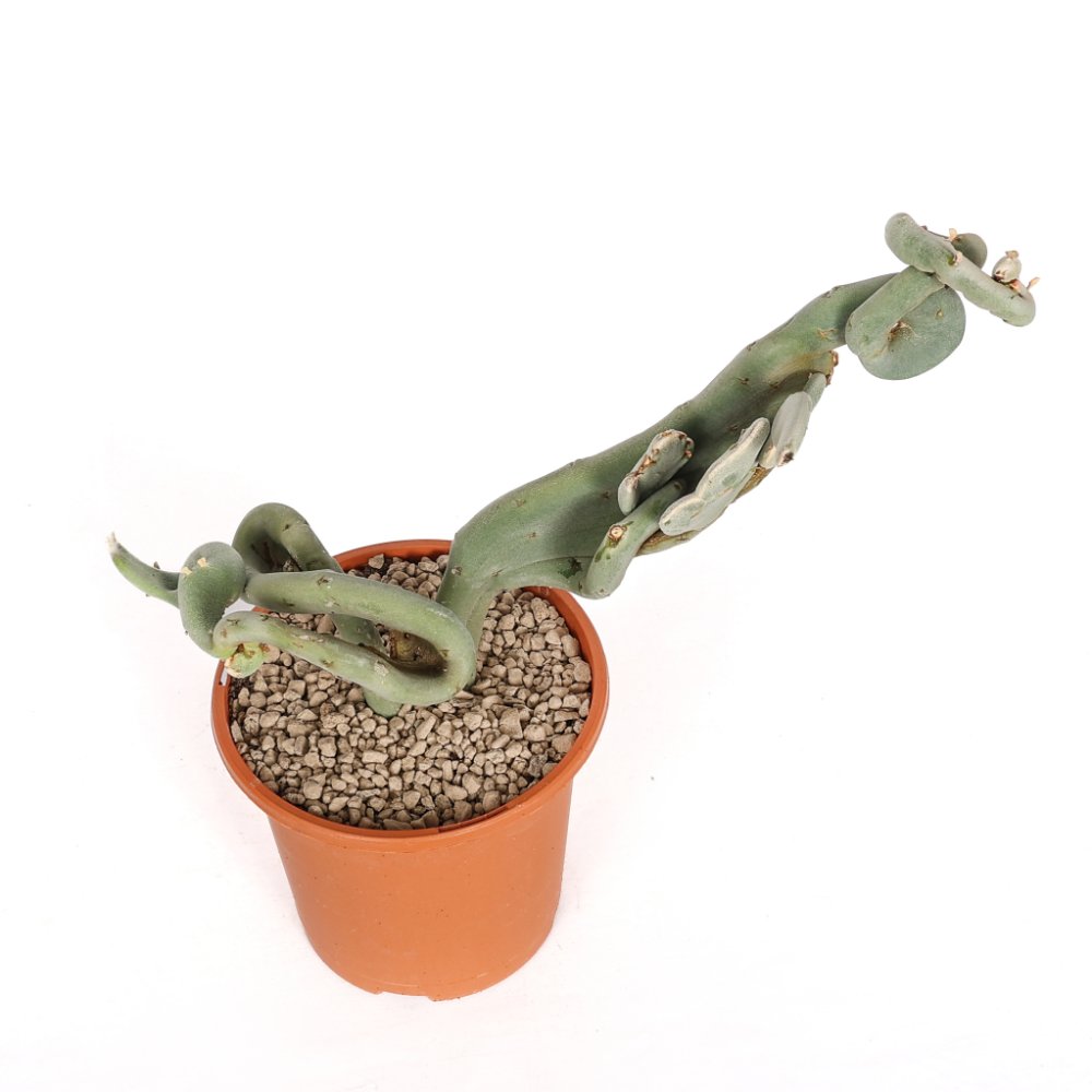 Pedilanthus macrocarpus f. crestata Ø 17