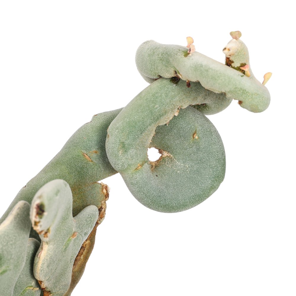 Pedilanthus macrocarpus f. crestata Ø 17
