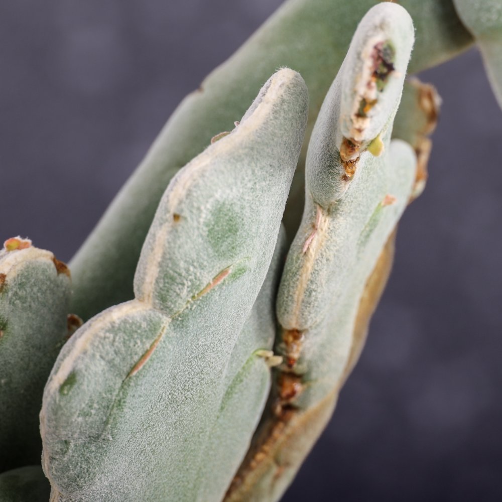 Pedilanthus macrocarpus f. crestata Ø 17