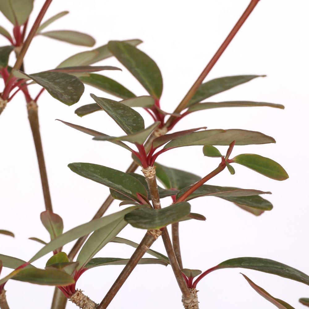 Euphorbia bongolavensis Ø 16 cm