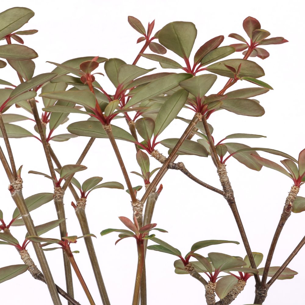 Euphorbia bongolavensis Ø 16 cm