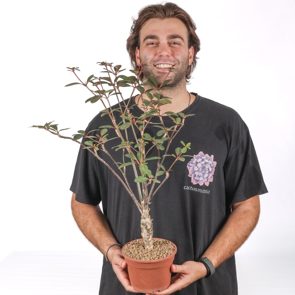Euphorbia bongolavensis Ø 16 cm