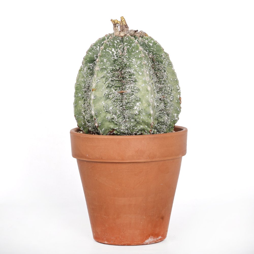 Astrophytum myriostigma fukuryu Ø 18