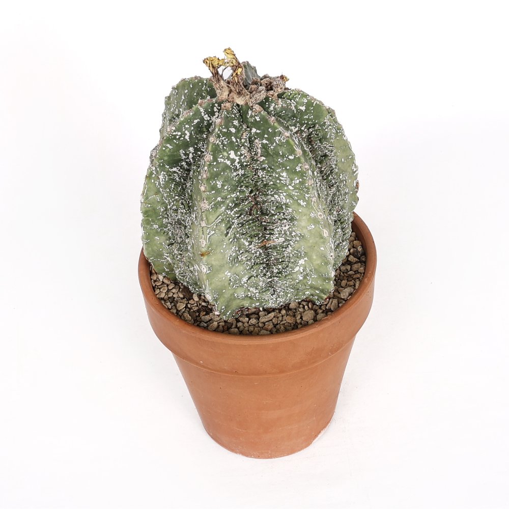 Astrophytum myriostigma fukuryu Ø 18