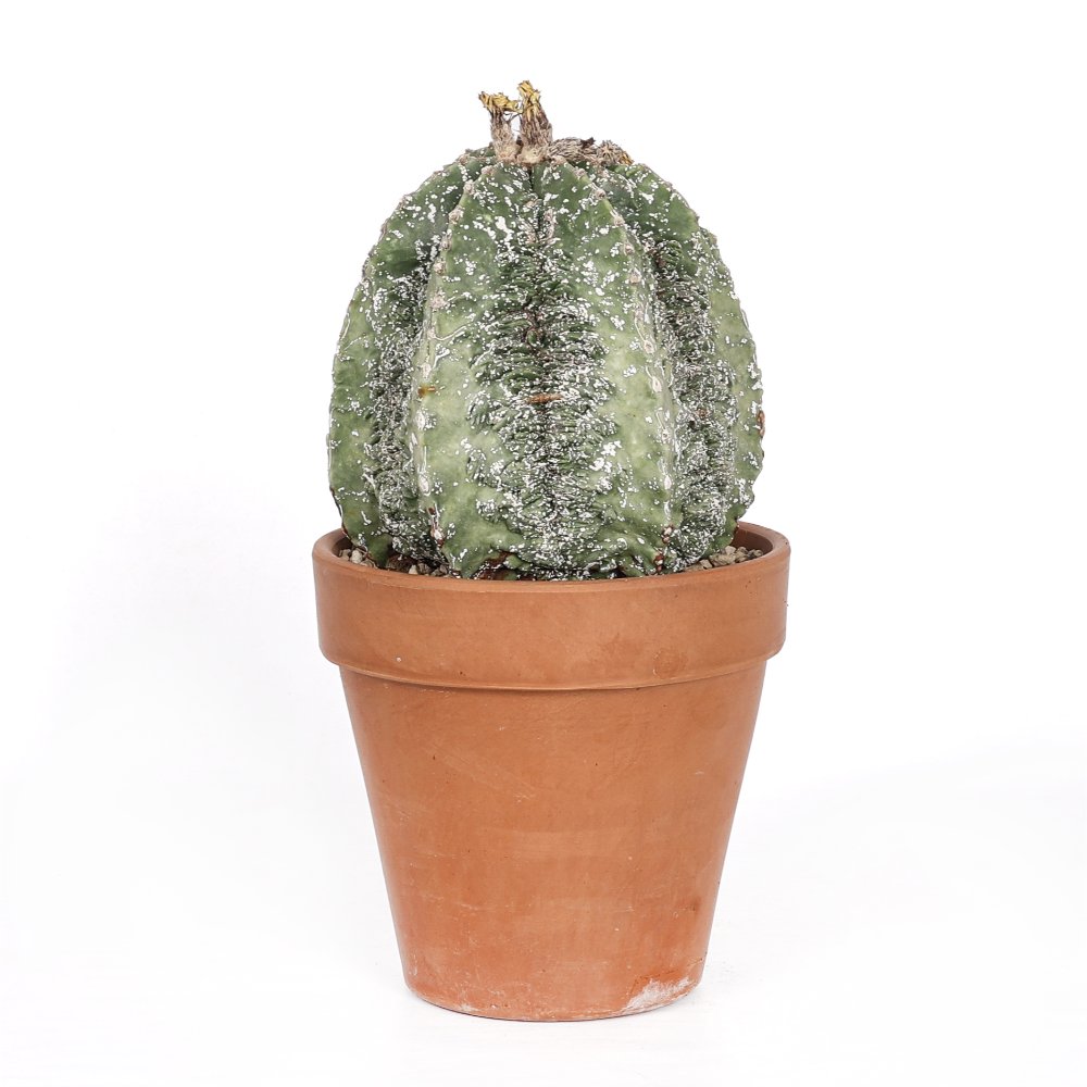 Astrophytum myriostigma fukuryu Ø 18