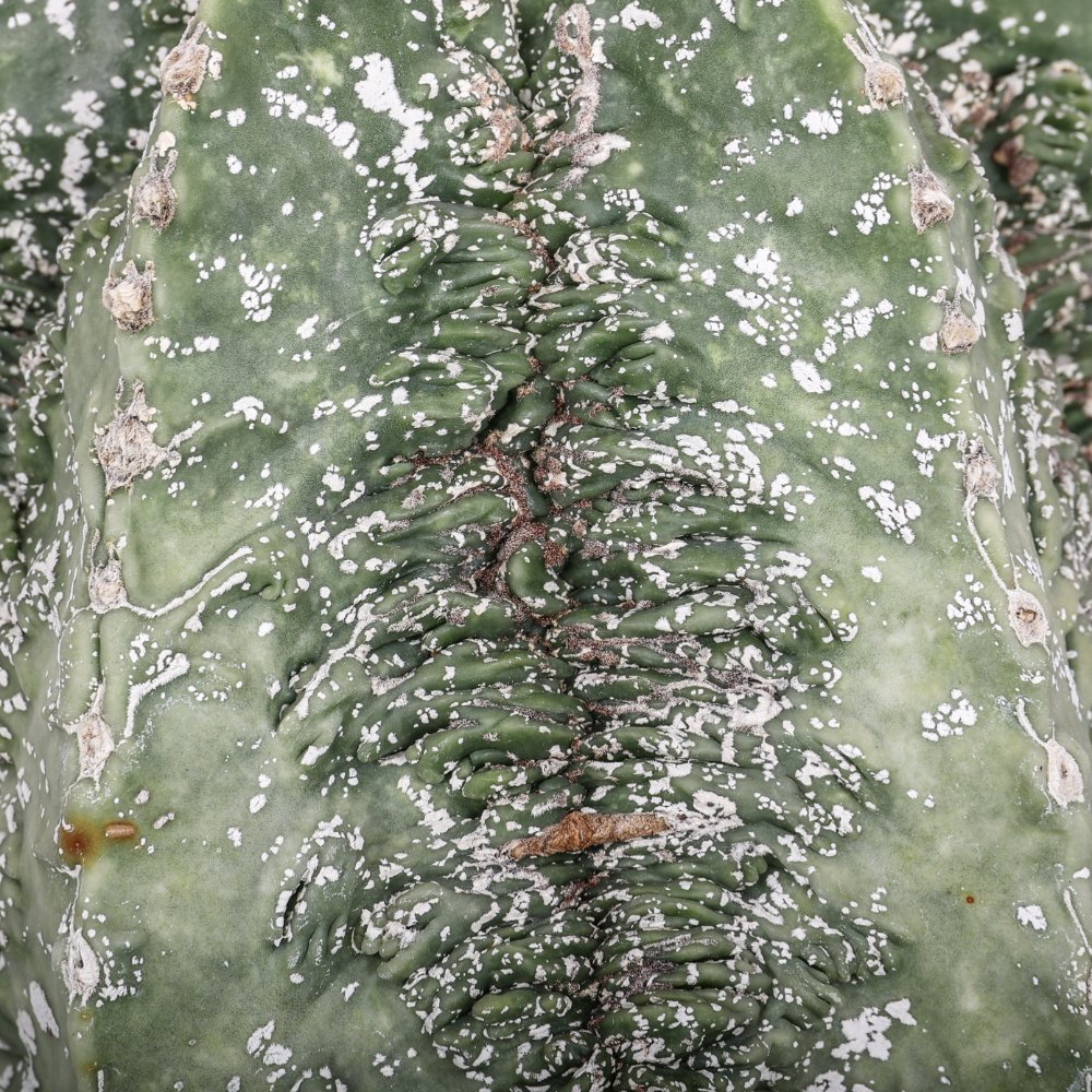 Astrophytum myriostigma fukuryu Ø 18