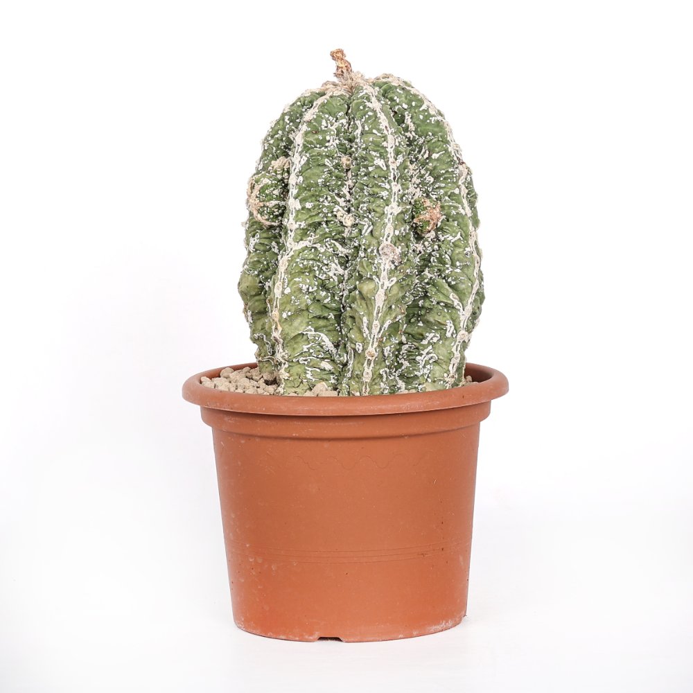 Astrophytum myriostigma cv. Hakuun Fukuryu Ø 20