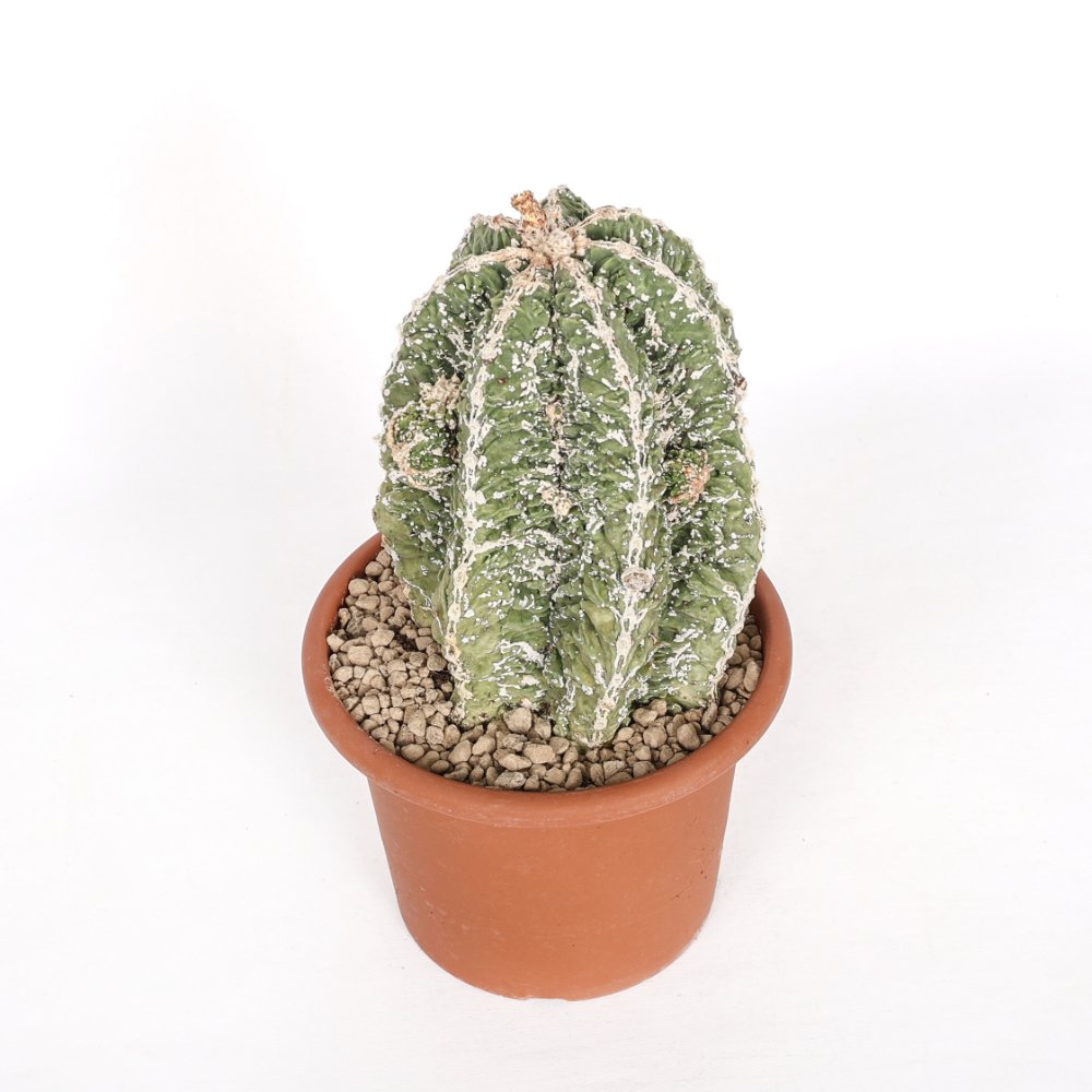 Astrophytum myriostigma cv. Hakuun Fukuryu Ø 20