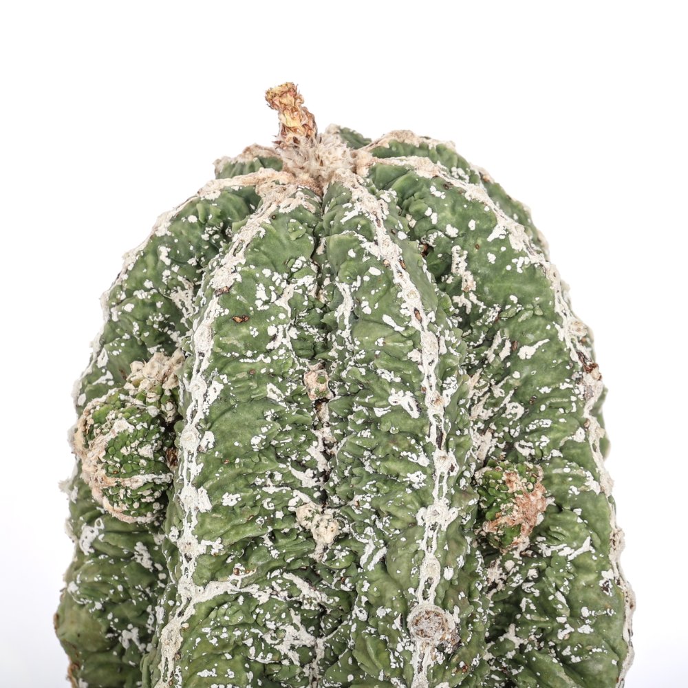 Astrophytum myriostigma cv. Hakuun Fukuryu Ø 20