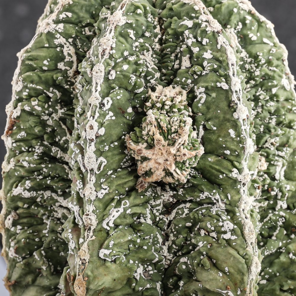 Astrophytum myriostigma cv. Hakuun Fukuryu Ø 20