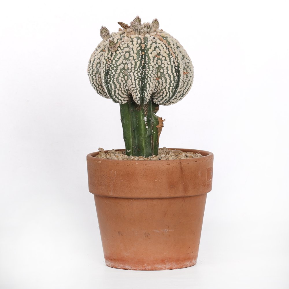 Astrophytum asterias cv. Hanazono Ø 16