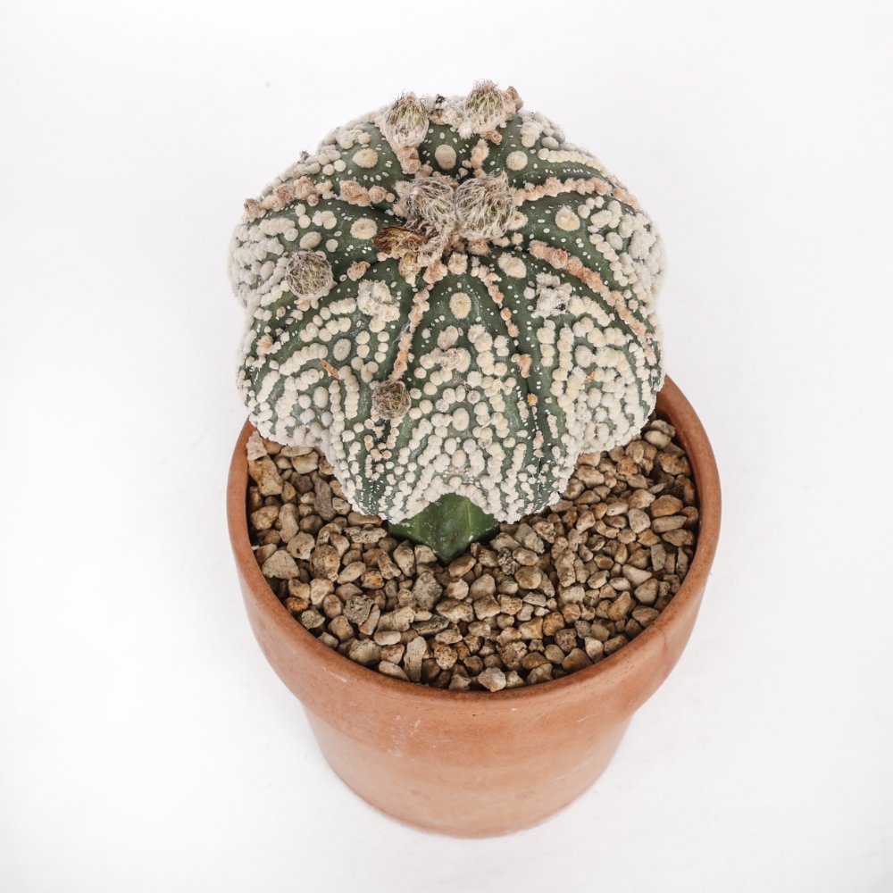 Astrophytum asterias cv. Hanazono Ø 16