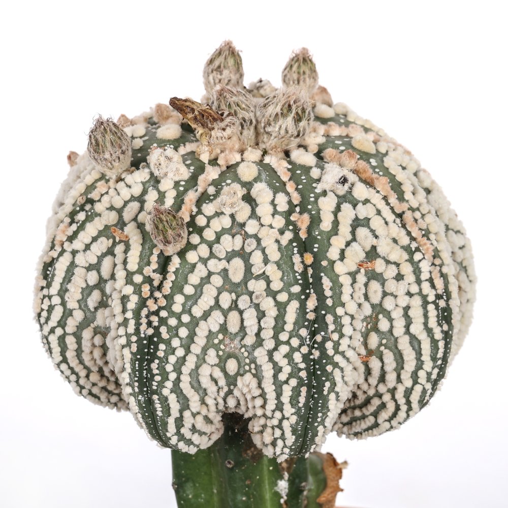 Astrophytum asterias cv. Hanazono Ø 16